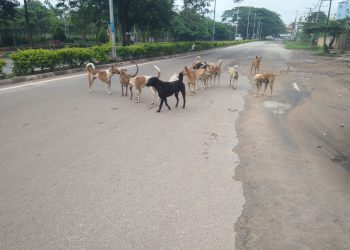 Netizens who are frustrated by the increasing number of stray dog attacks are demanding a solution to the problem