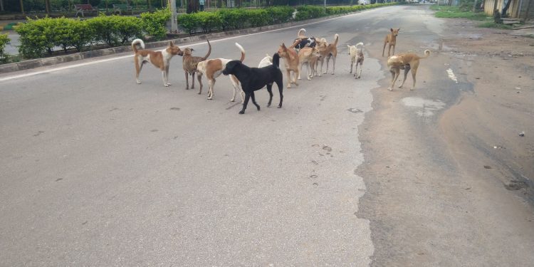 Gang of Dogs are ruling in Streets  (Phtoto Credit - Hemant K) Karnataka