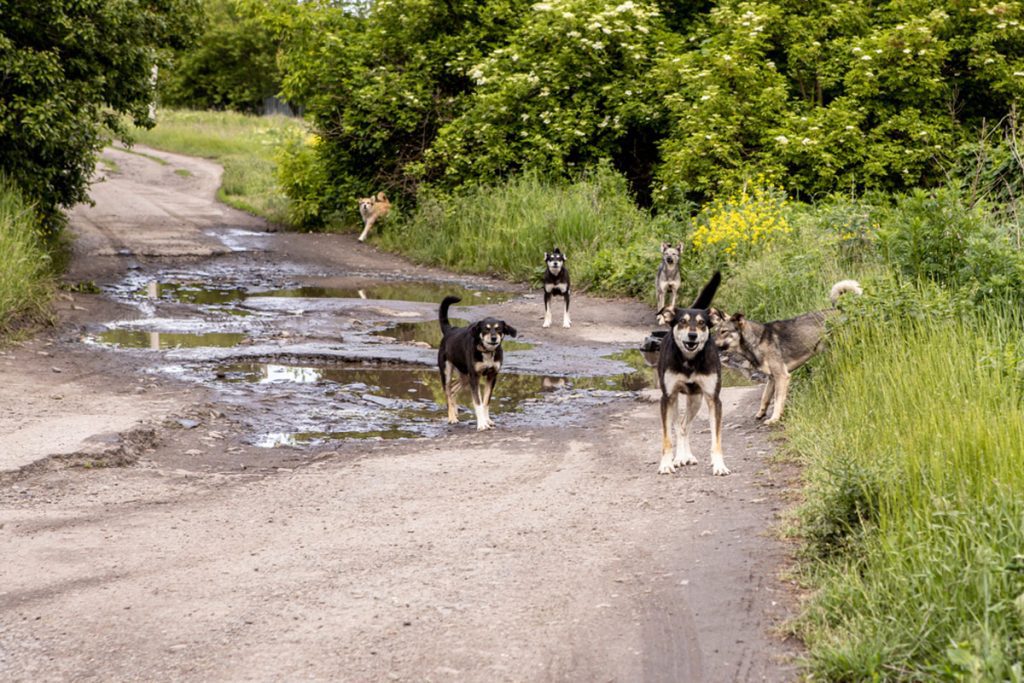 20 Stray Dogs killed a 3-year-old girl in UP Bareilly