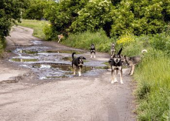 20 Stray Dogs killed a 3-year-old girl in UP Bareilly