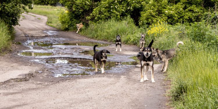 20 Stray Dogs killed a 3-year-old girl in UP Bareilly