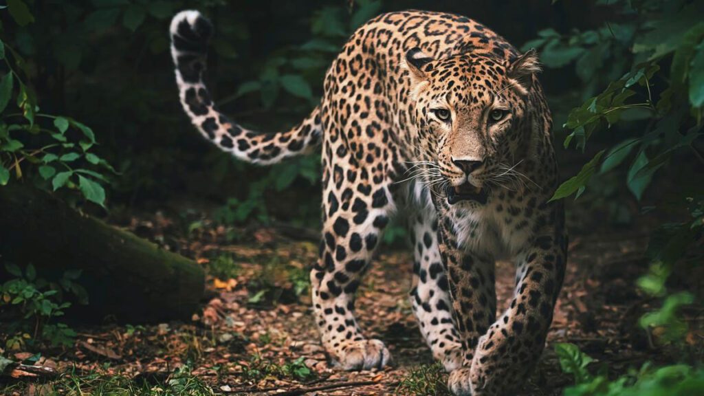 Karnataka man rescues a leopard