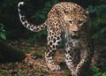 Karnataka man rescues a leopard