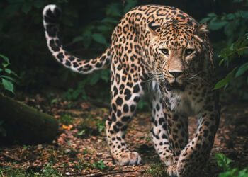 Karnataka man rescues a leopard