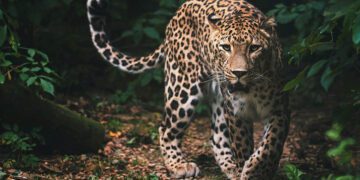 Karnataka man rescues a leopard