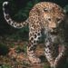 Karnataka man rescues a leopard