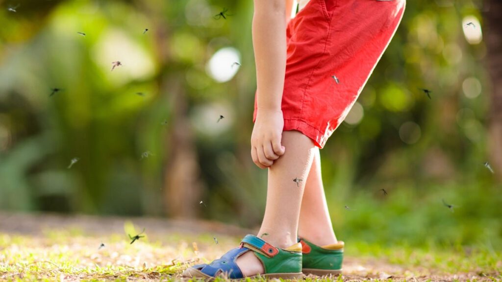 Dengue cases are increasing Bangalore bbmp virus bengaluru patients mosquito spray and fogging